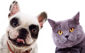 British short hair grey cat  and french bull dog puppy dog